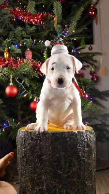 CHIOT 7