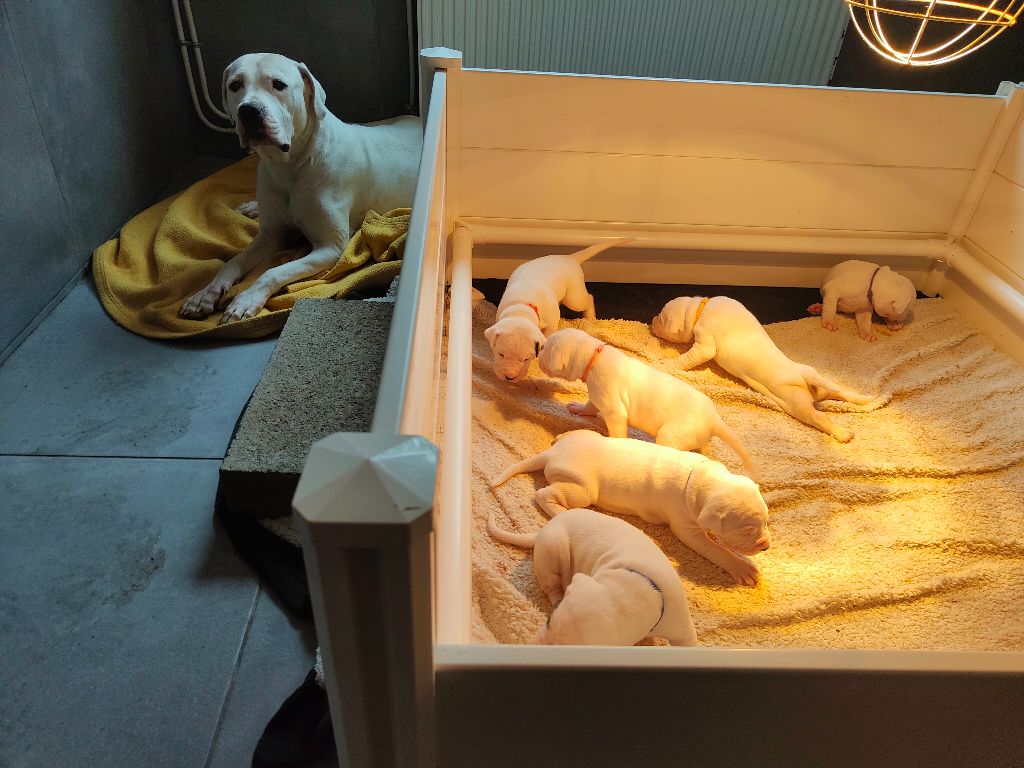 Chiot Dogo Argentino Des Molosses Du Guirbaden
